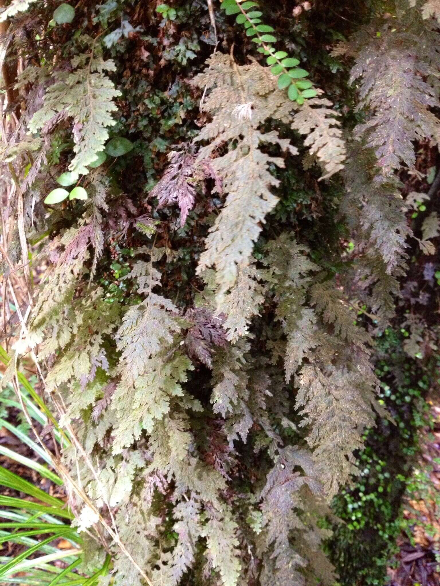 Image of Hymenophyllum frankliniae Col.