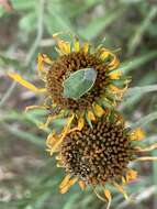 Image of Stink bug