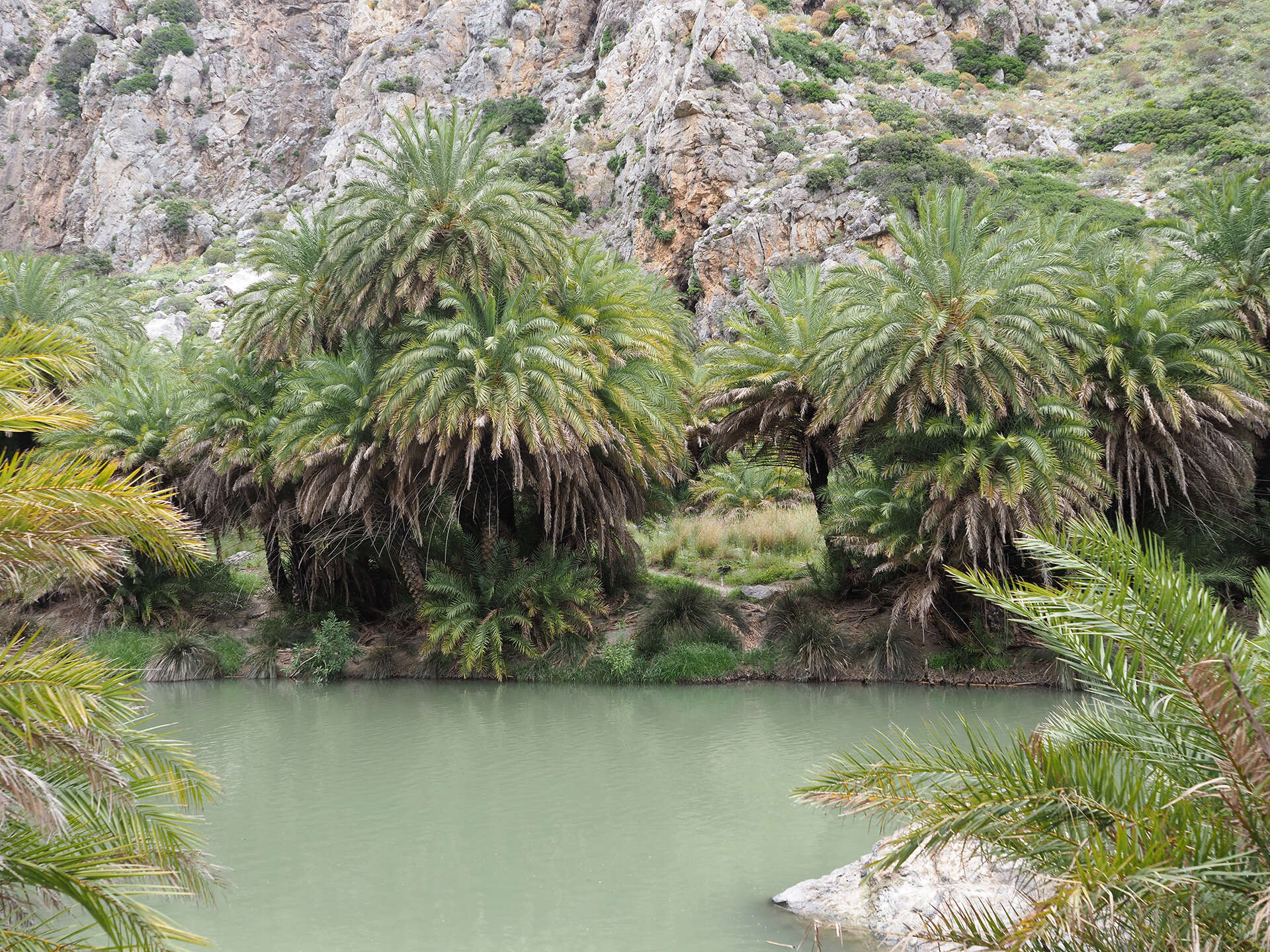 Image of Cretan Date Palm