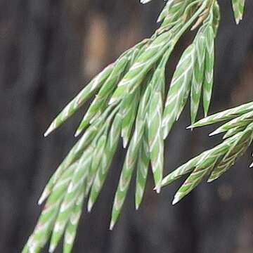 Image of Poa ensiformis Vickery