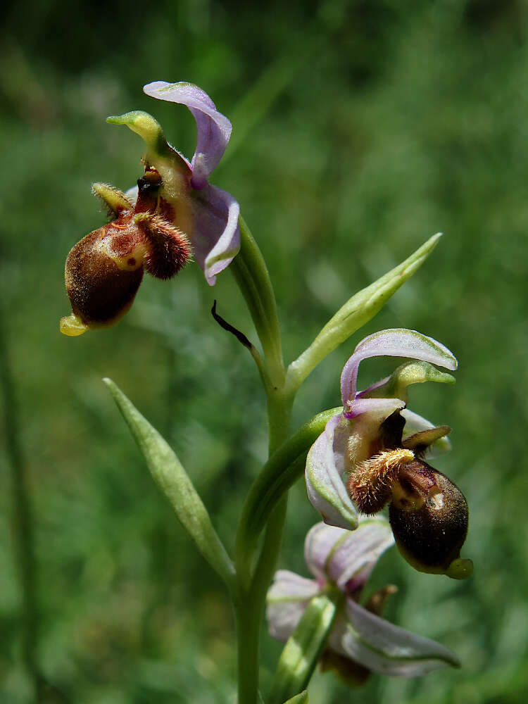 Image de Ophrys scolopax subsp. apiformis (Desf.) Maire & Weiller