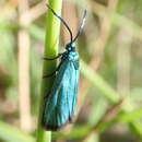 Image of Pollanisus viridipulverulenta Guérin-Meneville 1839