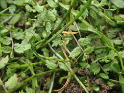 Image of Lobelia perpusilla Hook. fil.