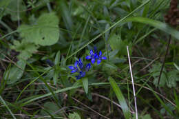 Image of Gentiana cruciata subsp. phlogifolia (Schott & Kotschy) Tutin