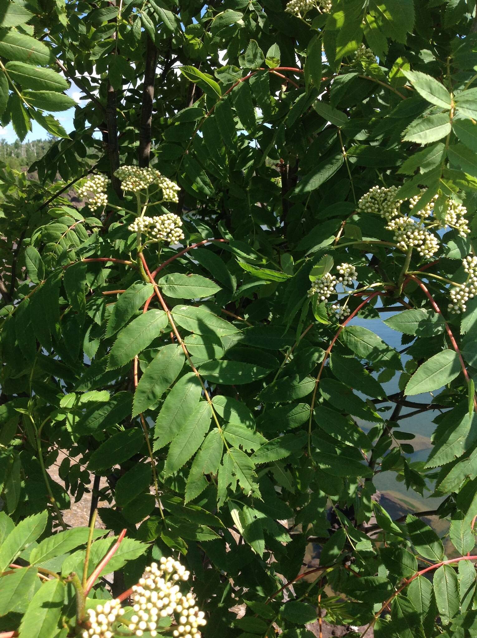 Image of northern mountain ash