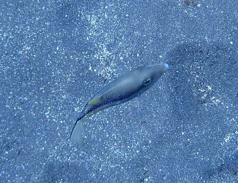 Image of Macaronesian Sharpnose-puffer