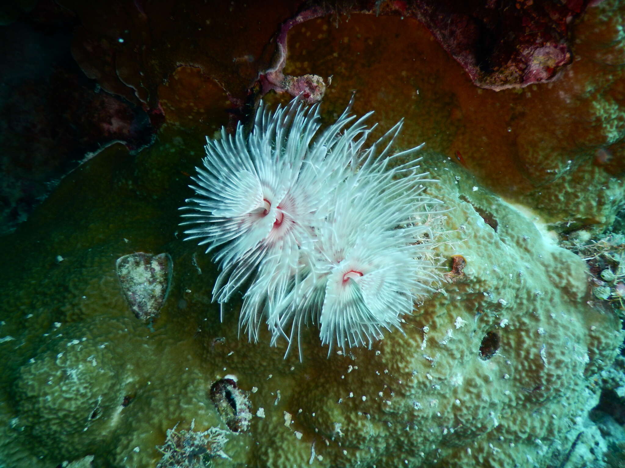 Image of hard tube coco worm