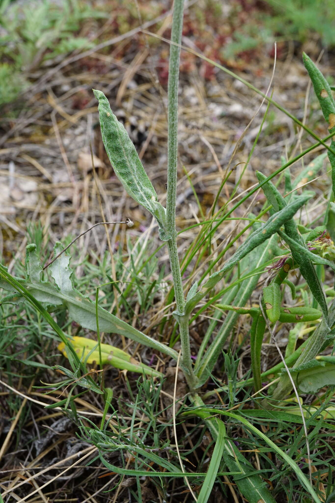 Image of Jurinea mollis (L.) Rchb.