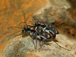 Image of Cicindela (Calochroa) safraneki (Werner & Wiesner 2008)