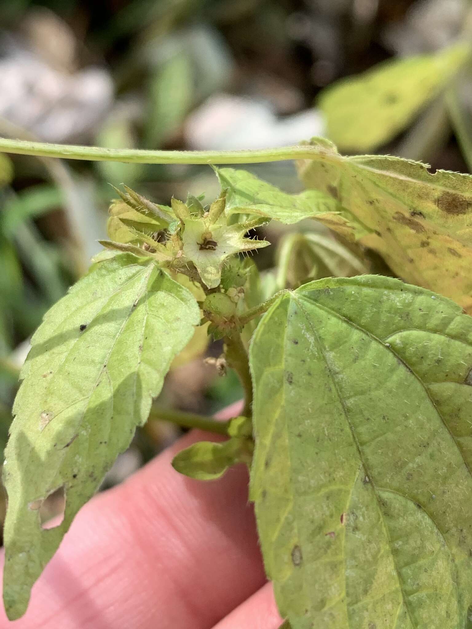 Imagem de Acalypha virginica var. deamii Weath.