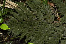 Image of Leptolepia novae-zelandiae (Col.) Mett. ex Diels