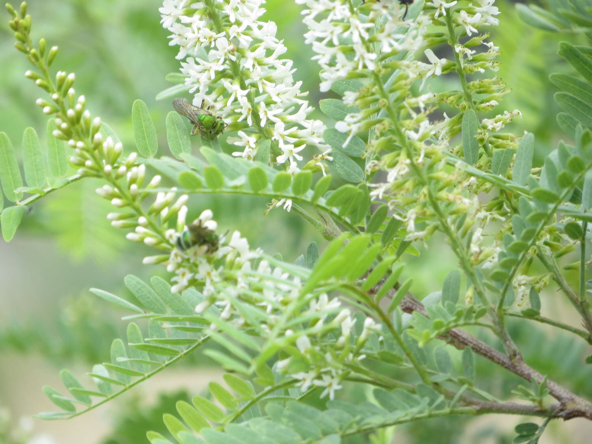 Agapostemon obliquus (Provancher 1888)的圖片