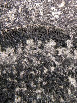 Image of blackthread lichen