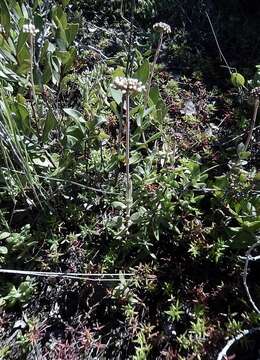 Image of Crassula pubescens subsp. pubescens