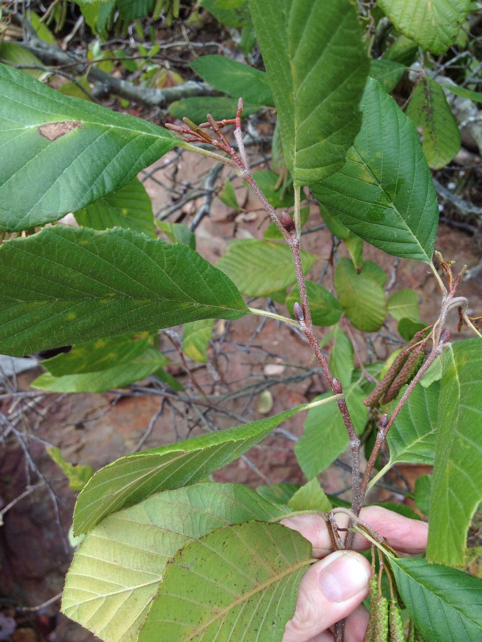 Plancia ëd Alnus serrulata (Aiton) Willd.