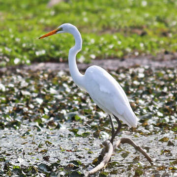 Image of Great Egret