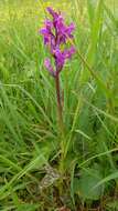 Image of Western Marsh-orchid