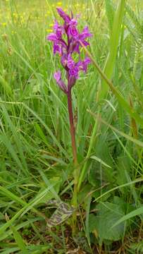 Image of Western Marsh-orchid