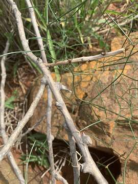 Image of Asparagus divaricatus (Oberm.) Fellingham & N. L. Mey.