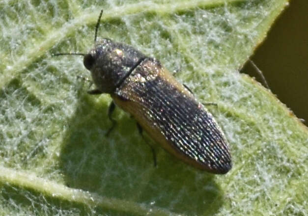 Image of Acmaeodera cecropia Kiesenwetter 1858