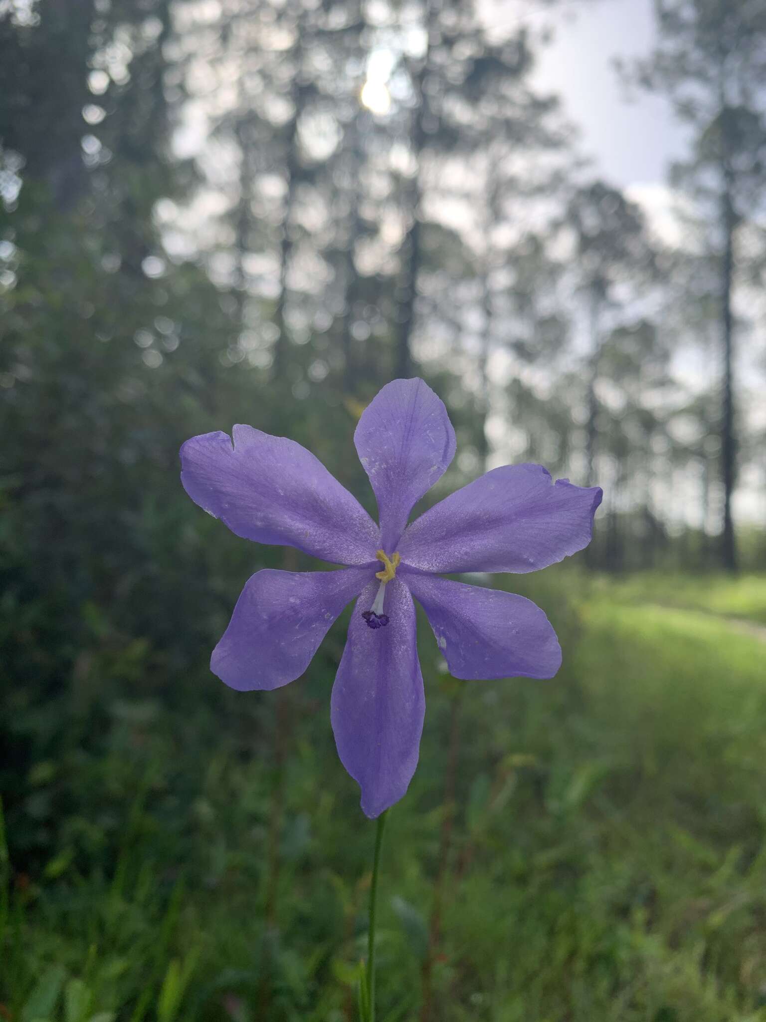 Imagem de Salpingostylis caelestina (W. Bartram) Small