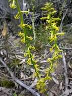 Image of Stackhousia viminea Sm.