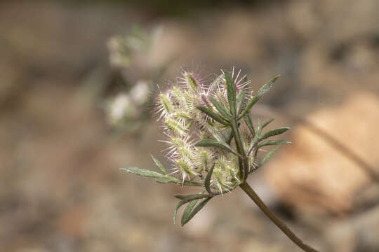 Image of Daucus involucratus Sibth. & Sm.