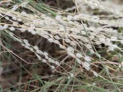 Image of Texas cottontop