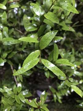 Image of Myrceugenia parvifolia (A. P. de Candolle) Kausel