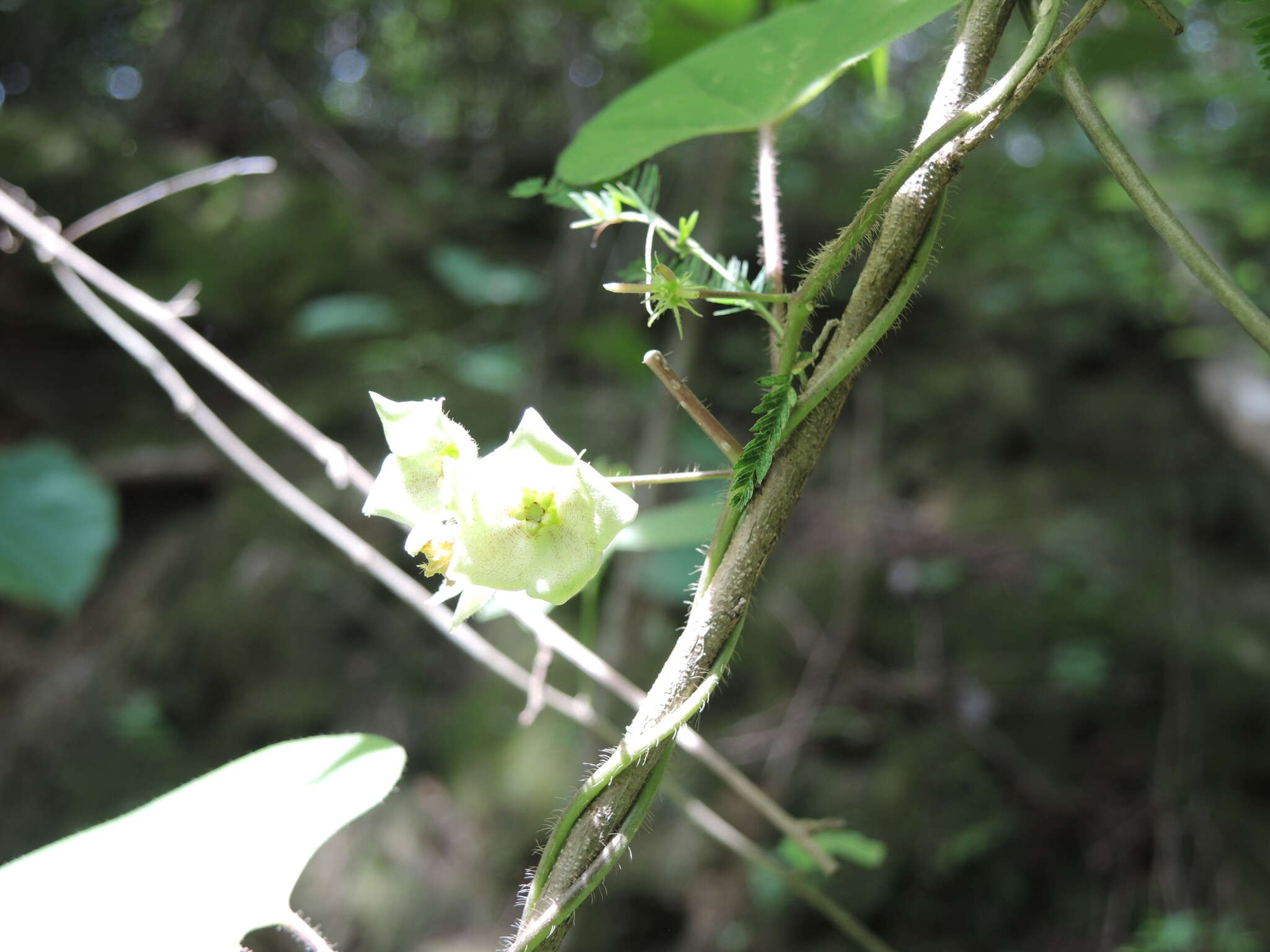 Sivun Dictyanthus asper (Mill.) W. D. Stevens kuva