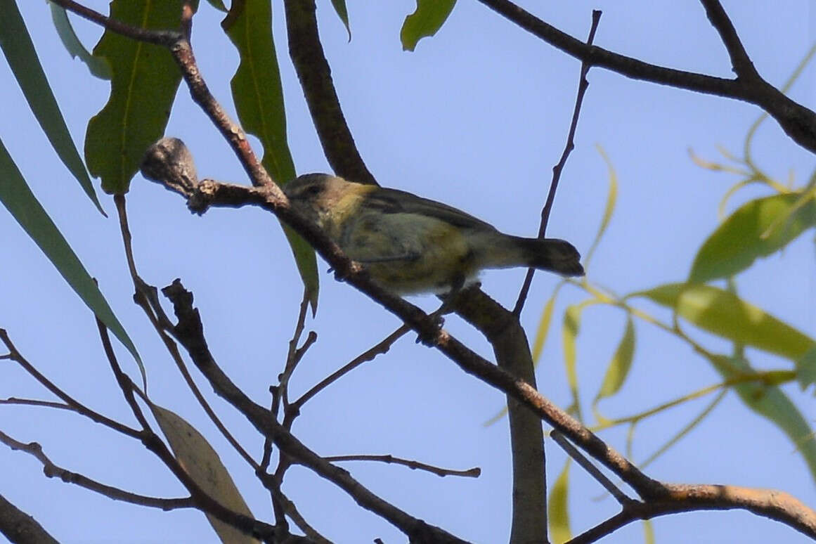 Image of Brown-headed Honeyeater