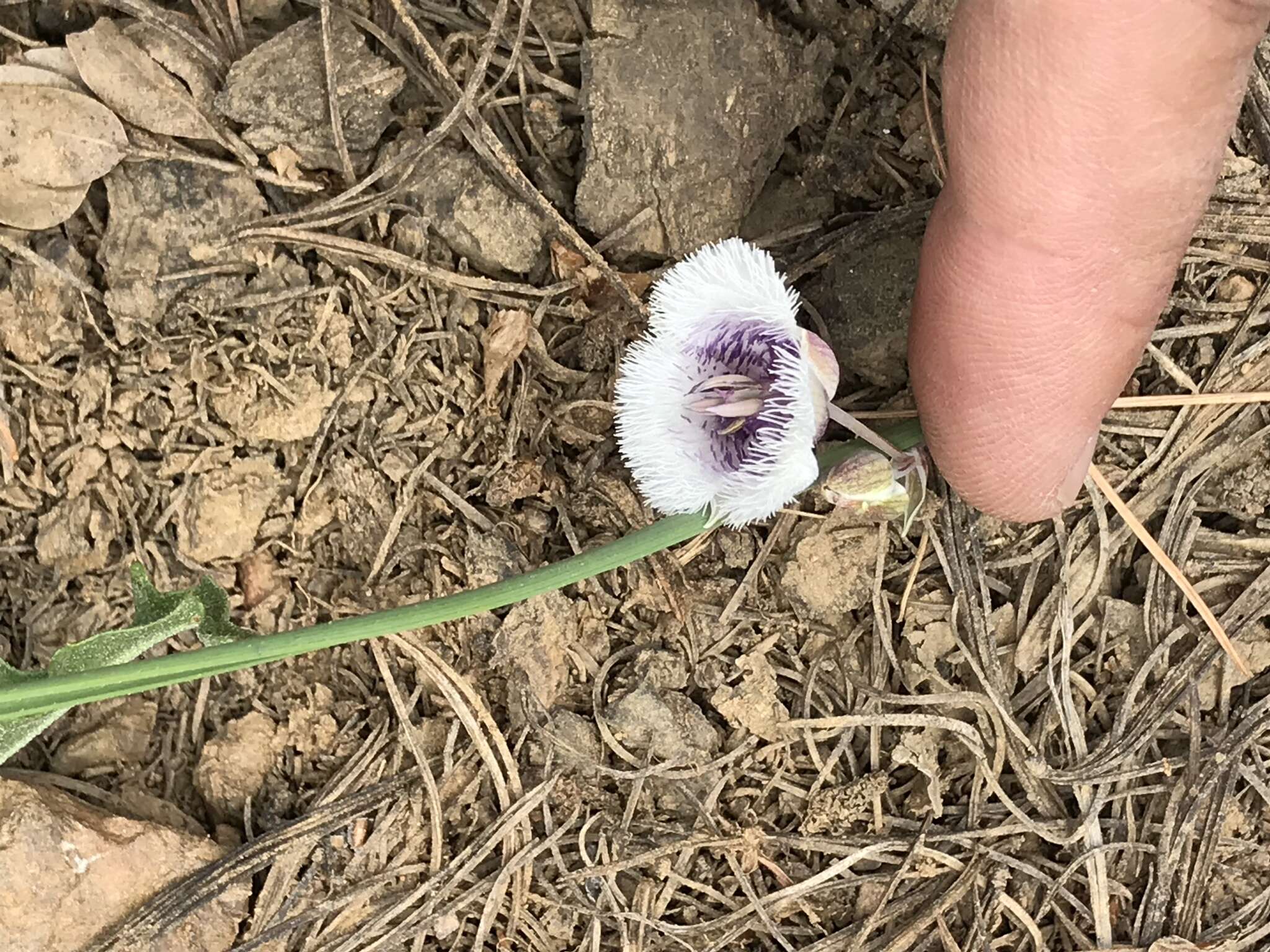 Imagem de Calochortus coeruleus (Kellogg) S. Watson