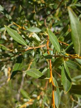 Image of Lemmon's willow