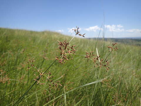 Image de Fimbristylis complanata (Retz.) Link