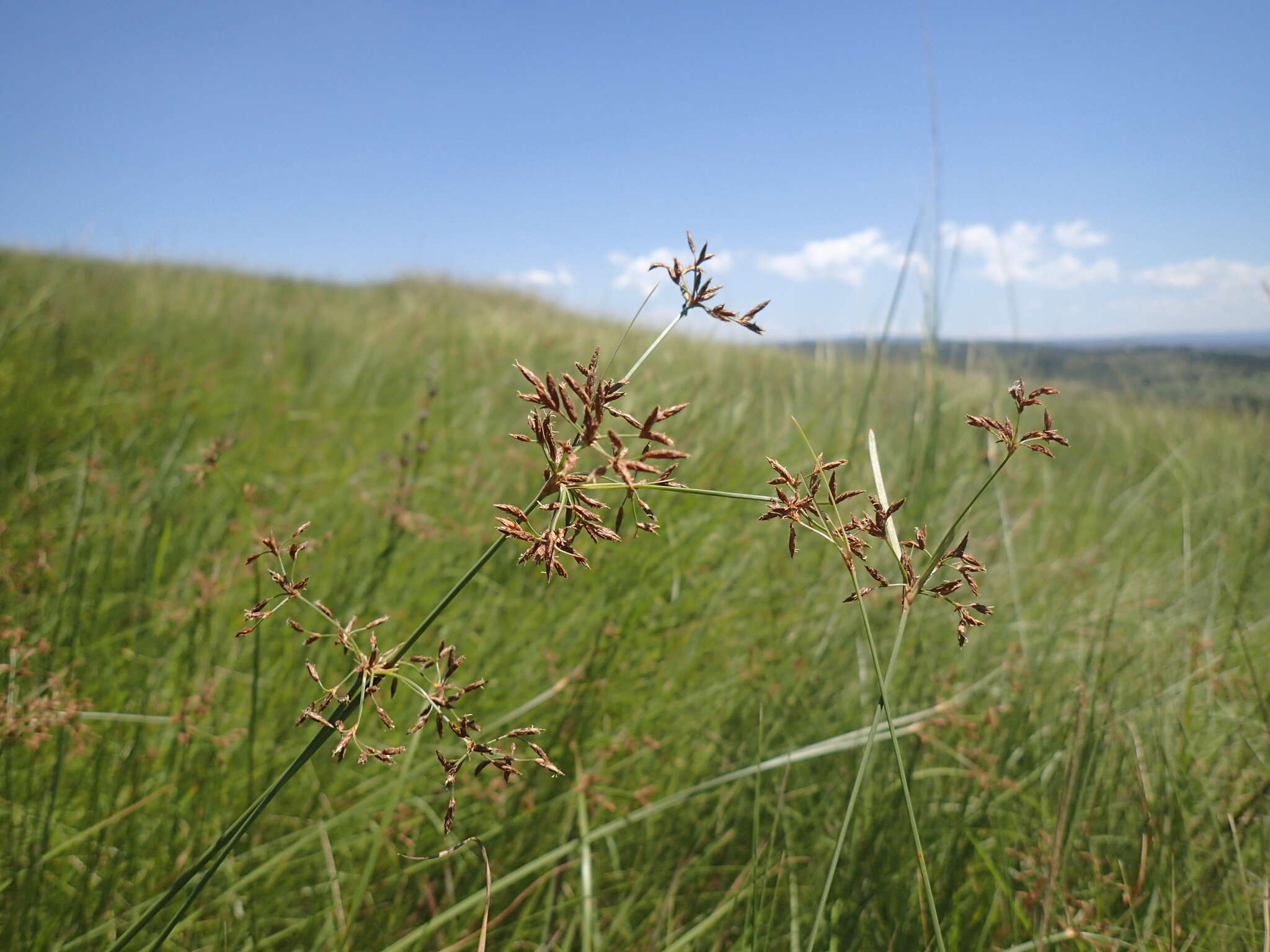 Image de Fimbristylis complanata (Retz.) Link