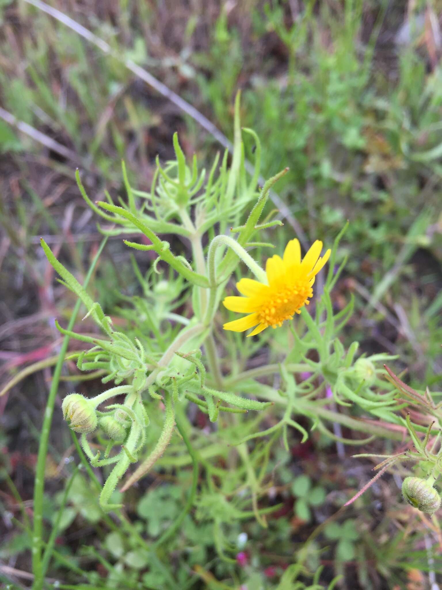 Lasthenia coronaria (Nutt.) Ornduff resmi