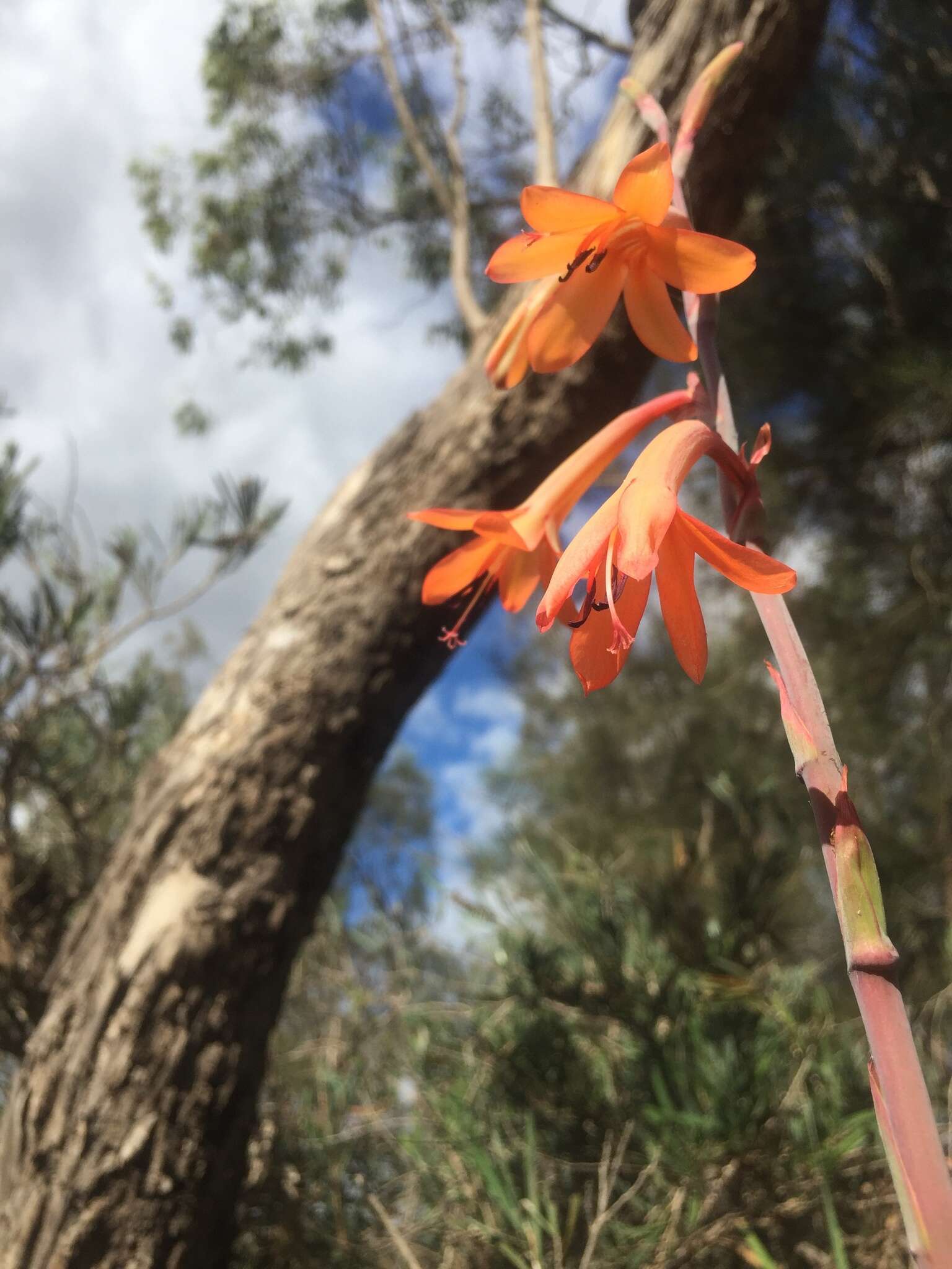 Image of bulbil bugle-lily