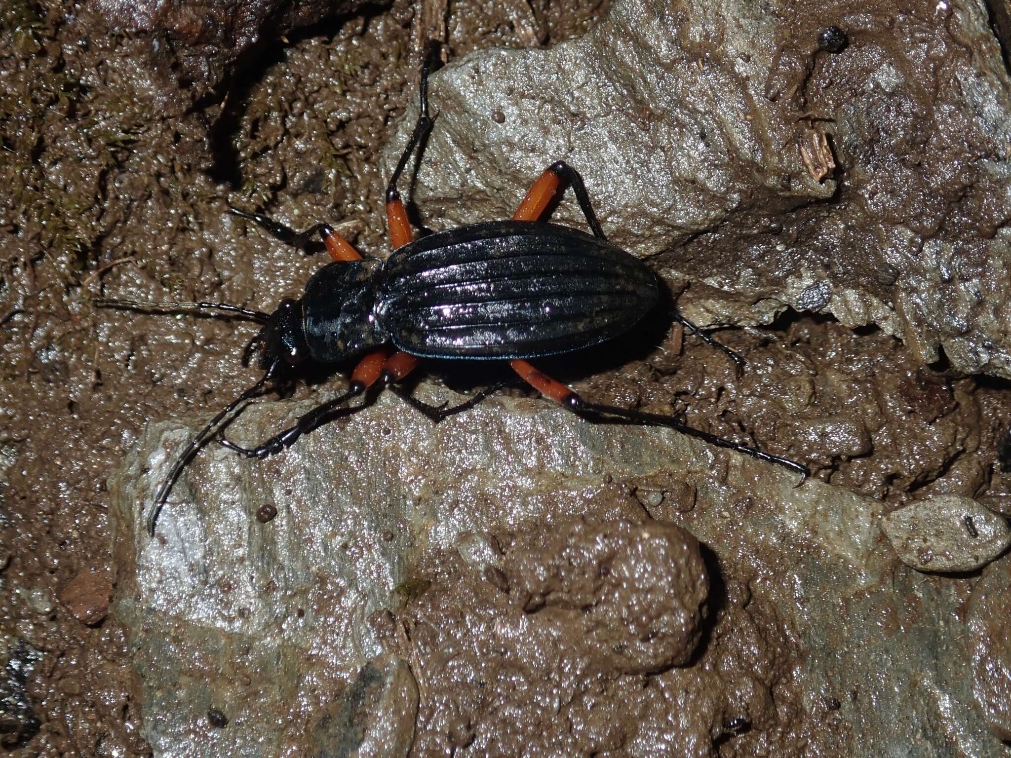 Carabus (Ctenocarabus) galicianus Gory 1839 resmi