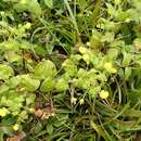 Image of Calceolaria dichotoma subsp. dichotoma