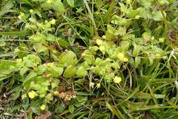 Image of Calceolaria dichotoma subsp. dichotoma