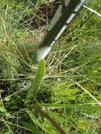 Image of Agapanthus campanulatus subsp. campanulatus