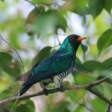 Image of Asian Emerald Cuckoo