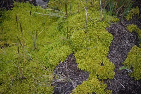 Image of Arenaria bryoides Willd. ex Schltdl.