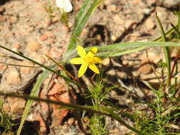 Image of Hypoxis floccosa Baker