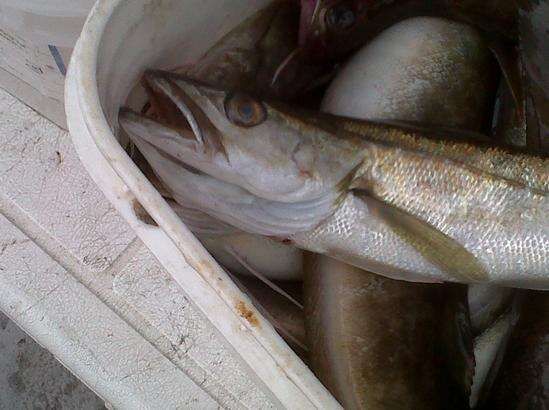 Image of Atlantic hake