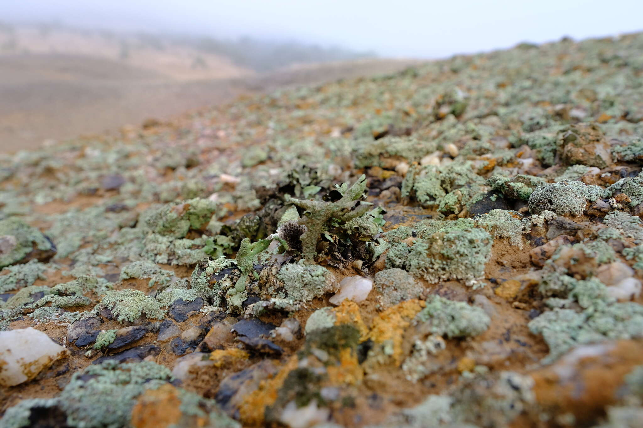 Image of Xanthoparmelia hueana (Gyeln.) O. Blanco, A. Crespo, Elix, D. Hawksw. & Lumbsch