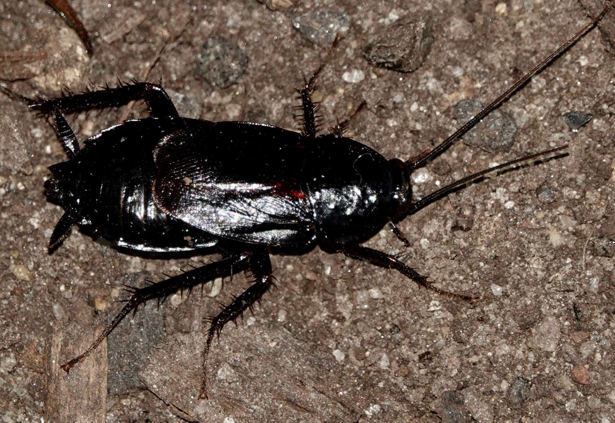 Image of Yamato Cockroach