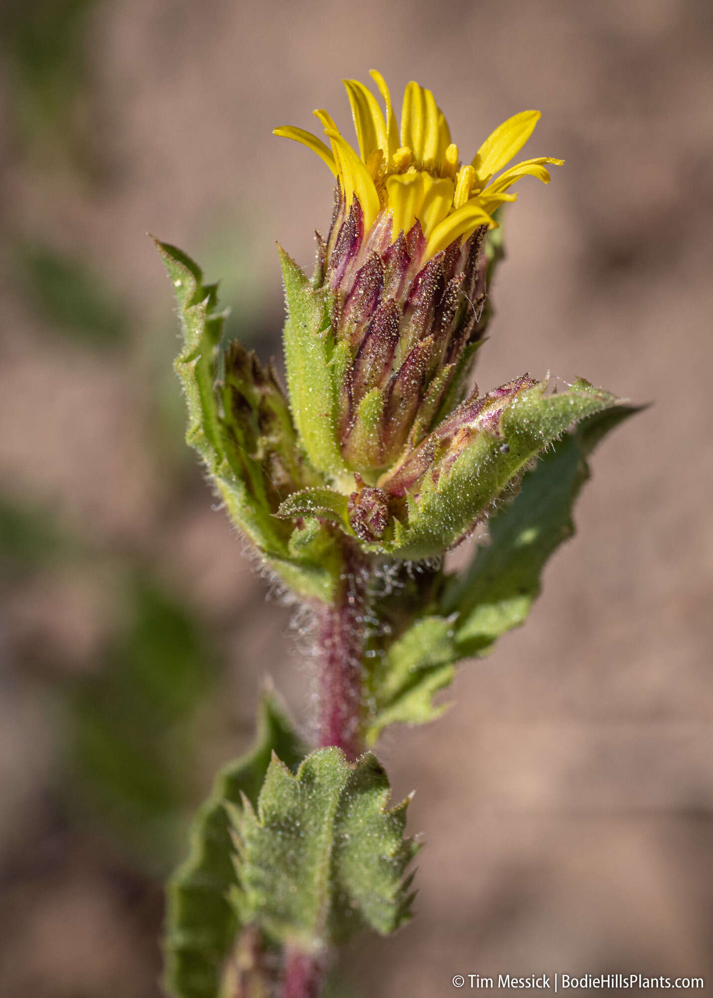 Image of Whitney's bristleweed