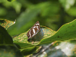 Phaedyma columella Cramer 1782 resmi