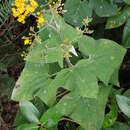 Image de Munnozia hastifolia (Poepp. & Endl.) H. Rob. & Brettell